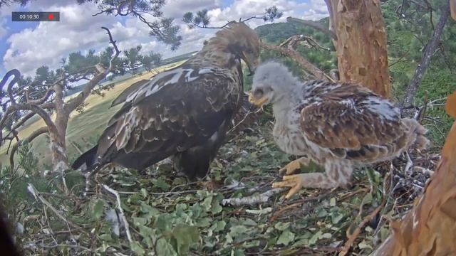 03.07.2021 8:46 Алтын с сусликом. Следом Алтынай с сосновой веткой. Помогаем маме с уборкой гнезда. смотреть онлайн