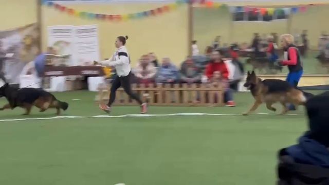 РАБОЧИЙ КОБЕЛИ ДШ 3 / КЧК БРОННИЦЫ 16 марта`25 P.Firic Моно немецких овчарок