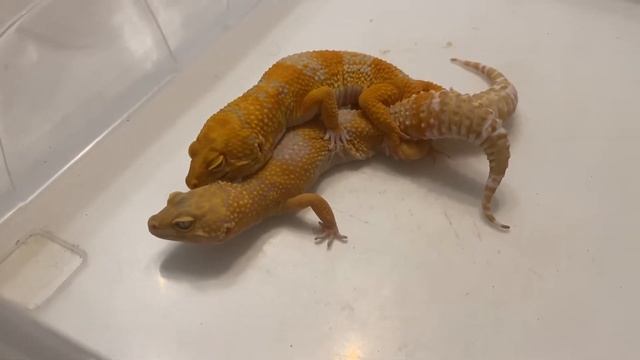 Pure Copper Tremper pairing смотреть онлайн