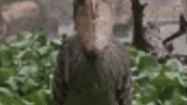 Shoebill Sound With Huey Starting Up And It Devolved To Vent Nam Flashbacks