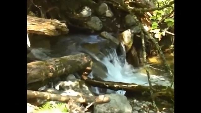 Алтай  Телецкое озеро