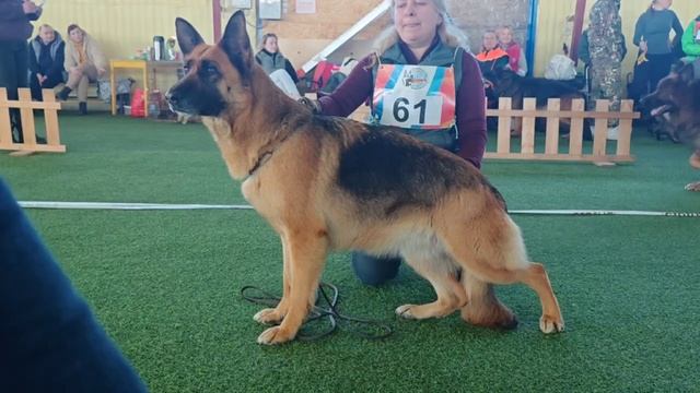 Уд ГЛАФИРА с Плесов Битюга - №61 / КЧК БРОННИЦЫ 16 марта`25 P.Firic Моно немецких овчарок