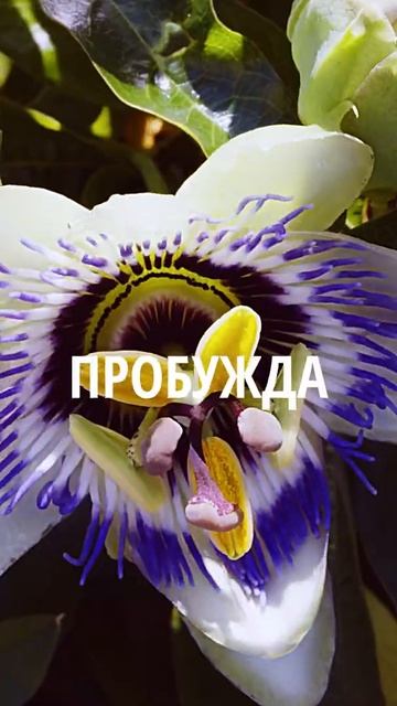 Патчи для глаз гидрогелевые Brit Hir Group золото, жемчуг, водоросли гиалуроновая кислота из Япони смотреть онлайн