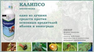 Калипсо - одно из лучших средств для опрыскивания от вредителей яблони и винограда в период цветения