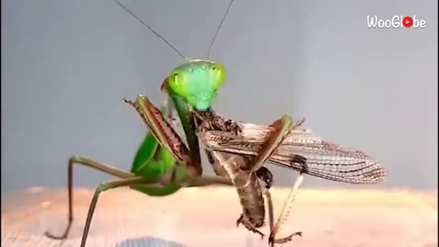 GIGANTIC praying mantis COMPLETELY OBLITERATES its prey *TIMELAPSE* || WooGlobe смотреть онлайн