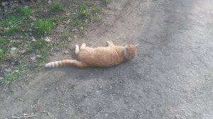 Рыжий котик на прогулке VID_20250317_161249