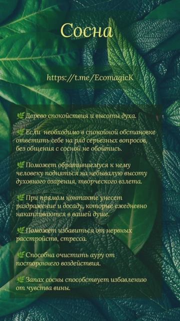 травы для магии