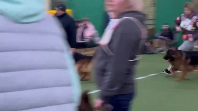 РАБОЧИЙ КОБЕЛИ ДШ 4 / КЧК БРОННИЦЫ 16 марта`25 P.Firic Моно немецких овчарок