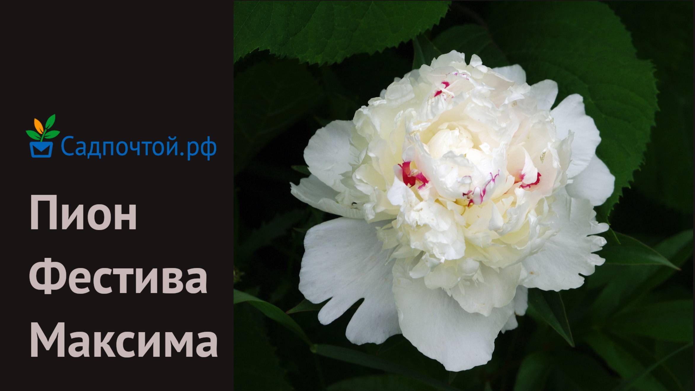 Пион молочноцветковый Фестива Максима Paeonia Festiva Maxima Питомник Садпочтой.рф #садпочтой