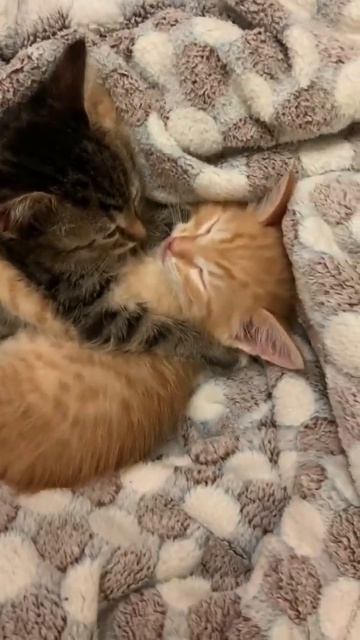 Котята спят в обнимку #котята#котенок#котятки#котятаспят смотреть онлайн