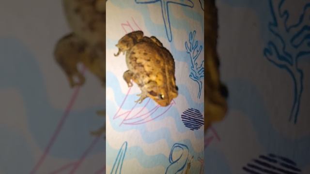 Fowler toad (anaxyrus fowleri) at night смотреть онлайн