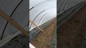 устройство шторок( дверей) на балагане