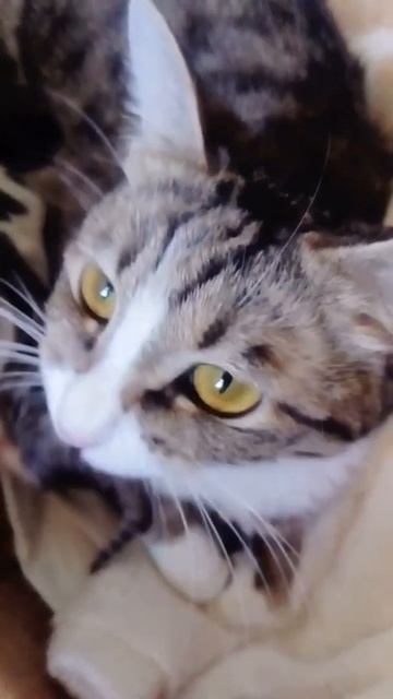 Кошка Мася смотреть онлайн