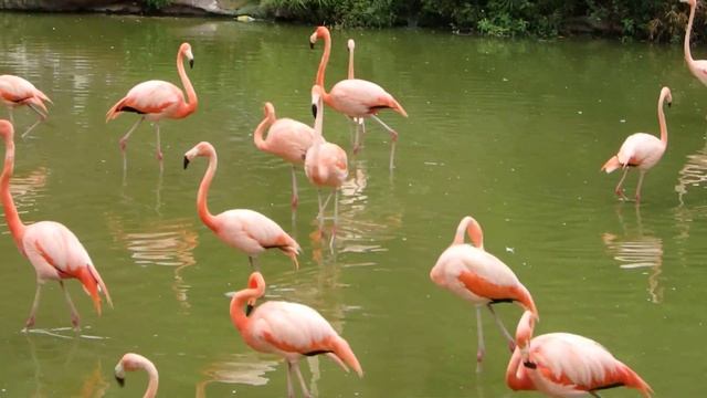 Розовые фламинго. Винпёрл смотреть онлайн