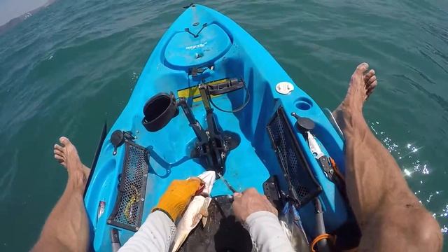 Spyderco Sprig Gutting A Snapper