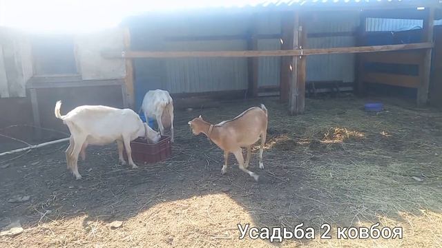 Агате год .Немного дойки. смотреть онлайн