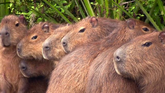 Capybara смотреть онлайн