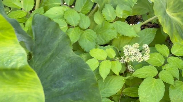 How to Overwinter Cannas, geraniums, Dahlias, 💐and Caladiums