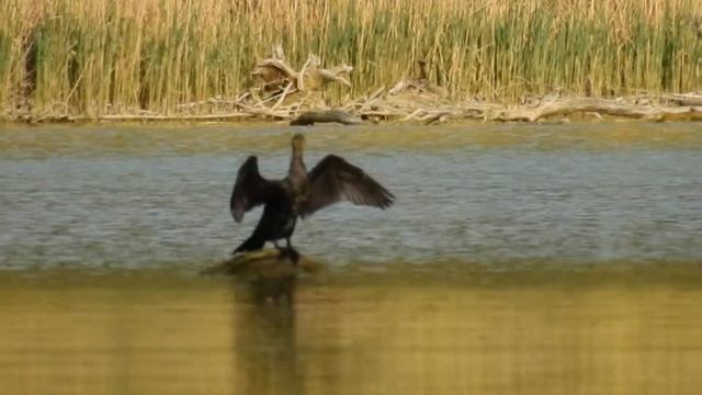 Phalacrocorax carbo 180430n008 смотреть онлайн