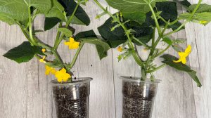 МАЛО КТО ЗНАЕТ ЧТО РАССАДА ОГУРЦОВ таким СПОСОБОМ всегда растет НИЗКОЙ И ТОЛСТЫМ КРЕПЫШОМ