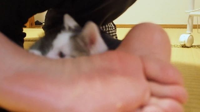 和室で遊んでた子猫がとんでもない所に引きこもってしまいました……【赤ちゃん猫】【保護猫　子猫】 смотреть онлайн