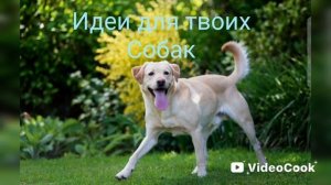идеи для твоих собак ?