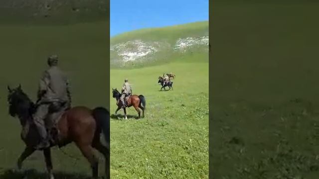 Кабардинская порода лошадей смотреть онлайн