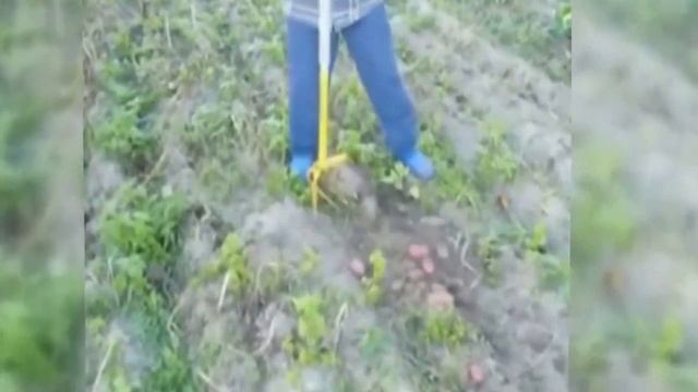 КАРТОФЕЛЕКОПАТЕЛЬ смотреть онлайн