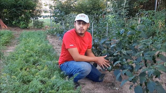 Pimientos!!!Cuidados, Consejos Y Cosecha Del Pimiento! Como Plantar Pimientos! Hagamos Un Huerto!