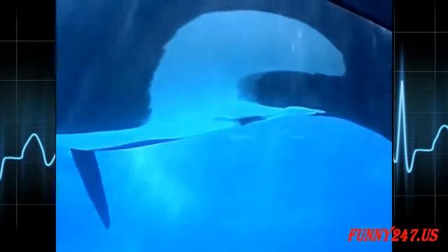 Dolphin Mating And Giving Birth 720p смотреть онлайн