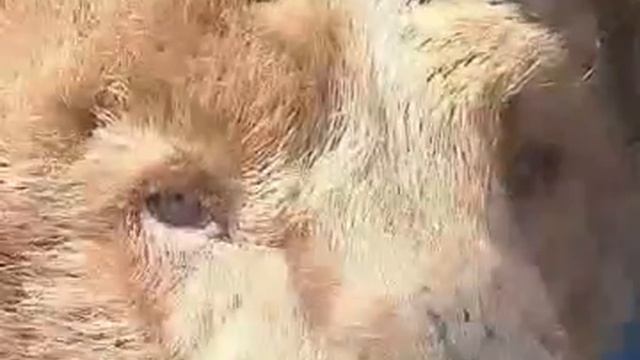 Медведь голодает хм обл смотреть онлайн