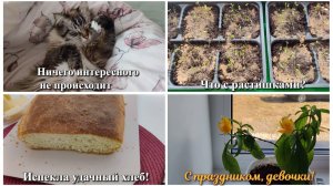 #94 Ничего интересного не происходит.Что с растишками?Испекла удачный хлеб!С ПРАЗДНИКОМ, ДЕВОЧКИ! 💐