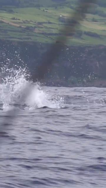 A day in the life - Azores. #fishing #marlinfishing #bluemarlin #fish смотреть онлайн