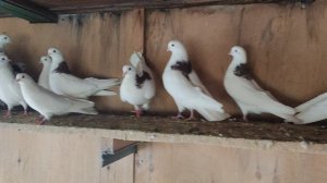 Пермский голуби