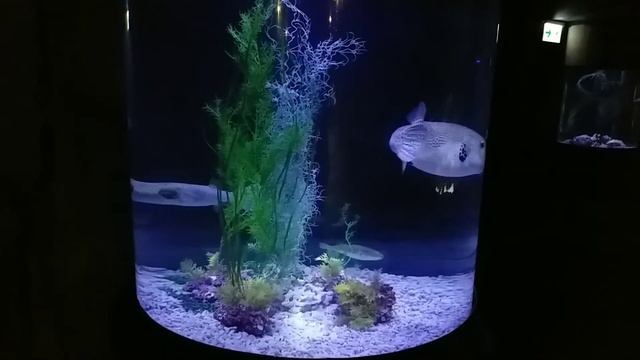 THE GRAND AQUARIUM @HKOceanPark (celebrating my birthday @ocean park) смотреть онлайн