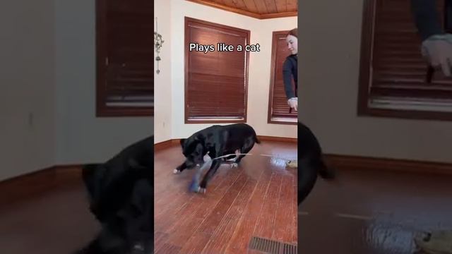 пес-кот.mp4 смотреть онлайн