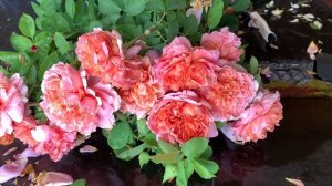 ШЕДЕВР «Мулен де ла Галетт» японская роза