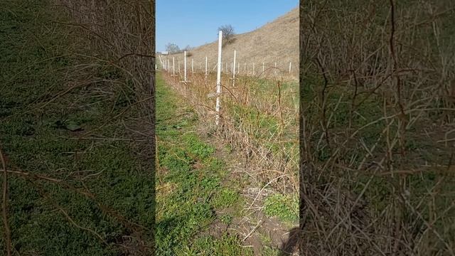 Проблемы летних сортов малины. Бактериоз.