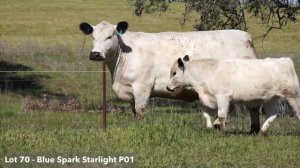 Lot 70 - Blue Spark Starlight P01