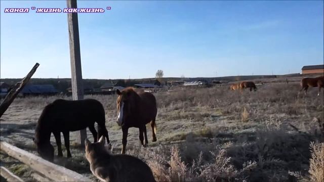 Неожиданные гости с утра , прелести деревни ! смотреть онлайн