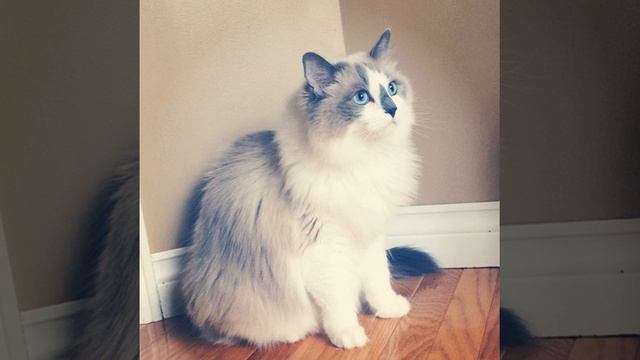 Попрошайничество 97-го уровня))) #кошки #лето #тунис #cats #summer #relax #animals #cute #thebestp смотреть онлайн