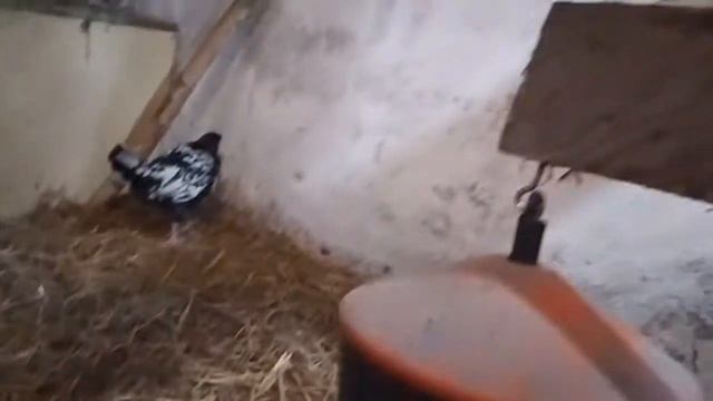 Vlog #1 Kury Nioski, Królica, Kaczki Mandarynki, Silki! Sprzątanie U Kurczaków ! :D