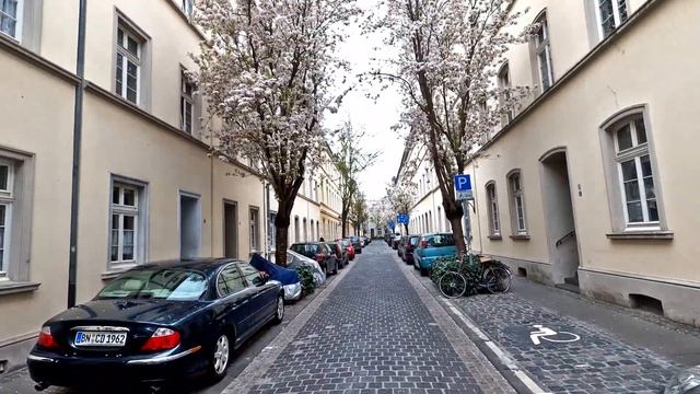 Explore Spot Bunga Sakura Di Kota Bonn, Jerman. Cantik Binggiit / 4k