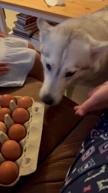 Что если счастье… 🥰 #собака #dog #husky #дом #любовь #хаски #топ #рекомендации #счастьевпростом смотреть онлайн