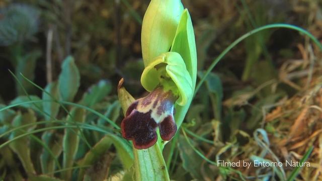 Floración de la Ophrys fusca смотреть онлайн