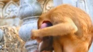 Похищенному baby monkey явно не нравится... 1000039701.mp4