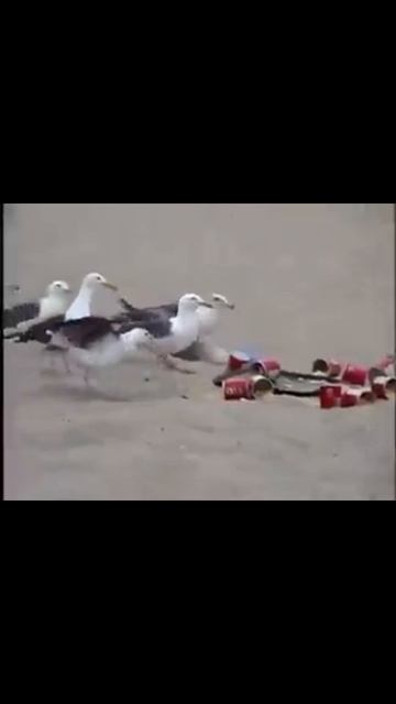 scene_output.mp4 смотреть онлайн