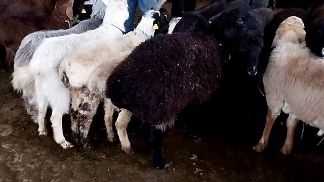 Түркістан мал базары.Қой,ешкі бағалары 12.03.2023ж смотреть онлайн