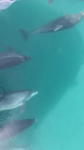 Dolphins from the bow of the RV Prince Madog смотреть онлайн
