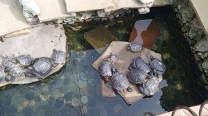 Черепашки video_2025-03-18_17-09-05